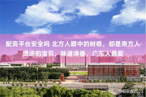 配资平台安全吗 北方人眼中的树根,却是南方人煲汤的宝贝,味道清香,广东人最爱
